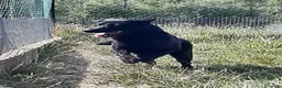 Meticcio cani in regalo: ARON giovane,ideale per famiglie a Città Metropolitana di Firenze - Annuncio 1