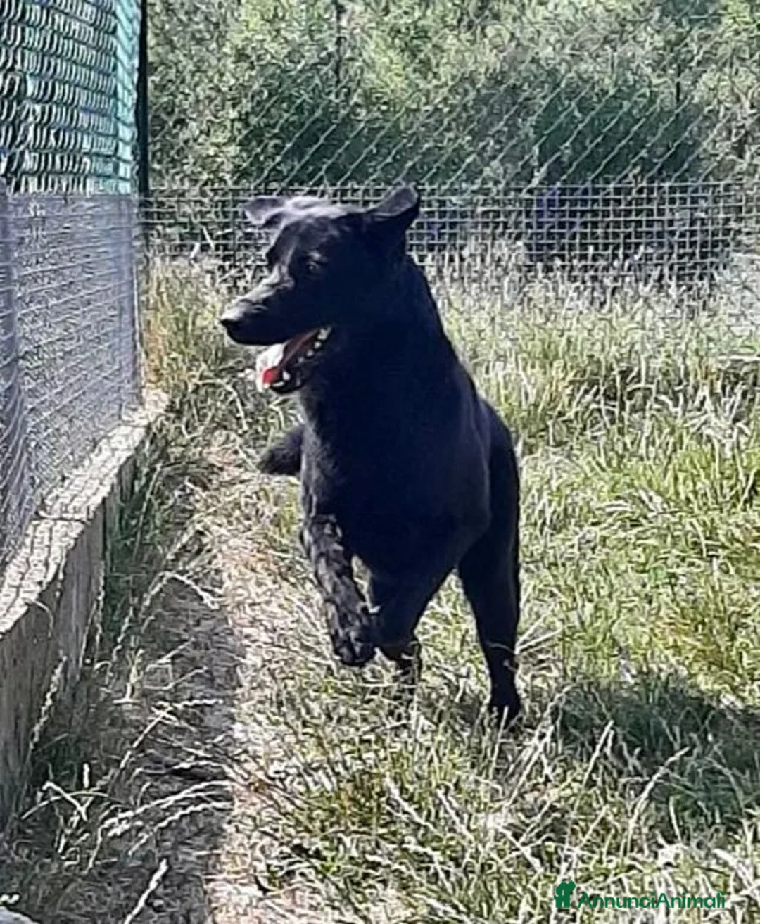 Meticcio cani in regalo: ARON giovane,ideale per famiglie a Città Metropolitana di Firenze - Annuncio 1