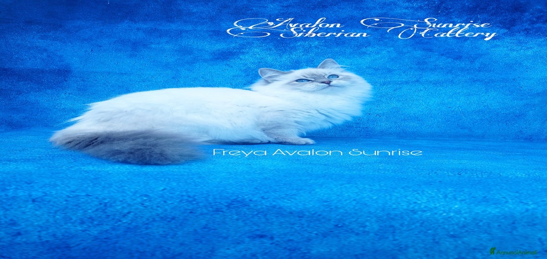 Immagine della galleria {{count}}