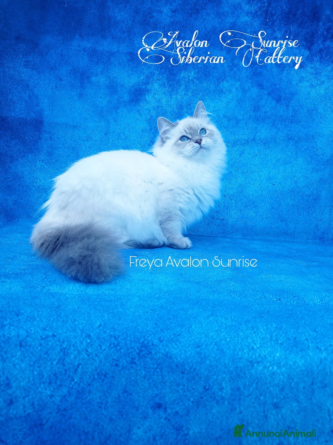 Immagine della galleria {{count}}