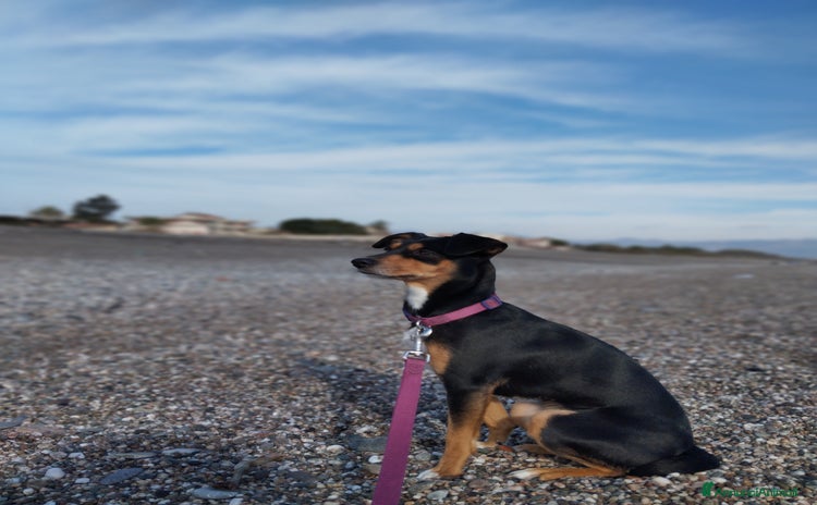 Meticcio cani a Provincia di Parma - Annuncio 4