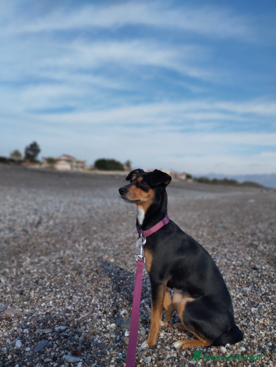 Meticcio cani per accoppiamento: Laika cerca fidanzatino a Provincia di Parma - Immagine 1