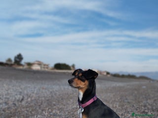 Meticcio cani Laika cerca fidanzatino a Provincia di Parma - Annuncio 16