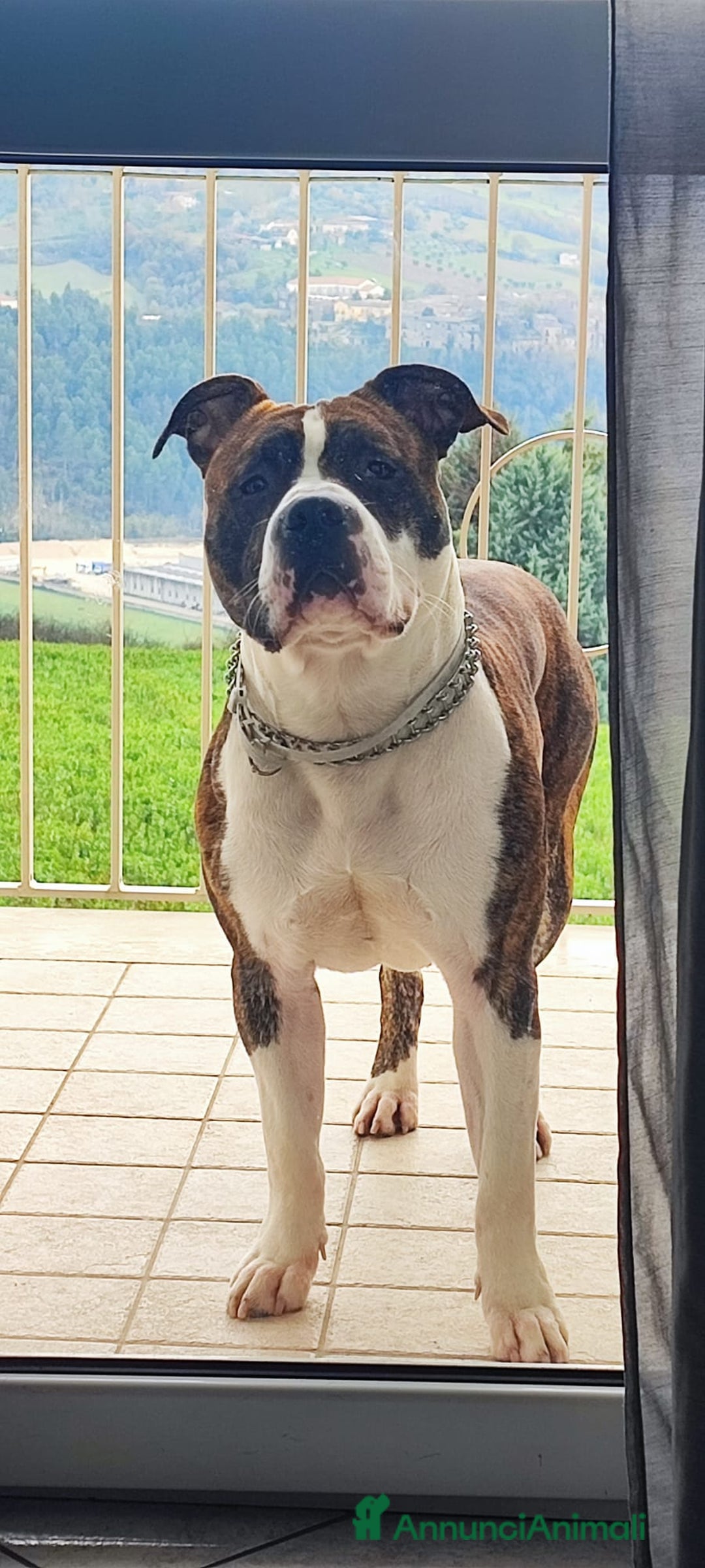 American Staffordshire cani in vendita: America Staffordshire terrier - Annuncio 6