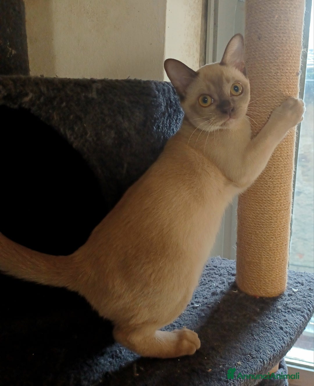 Burmese gatti in vendita: Cuccioli Burmesi Europei - Annuncio 4