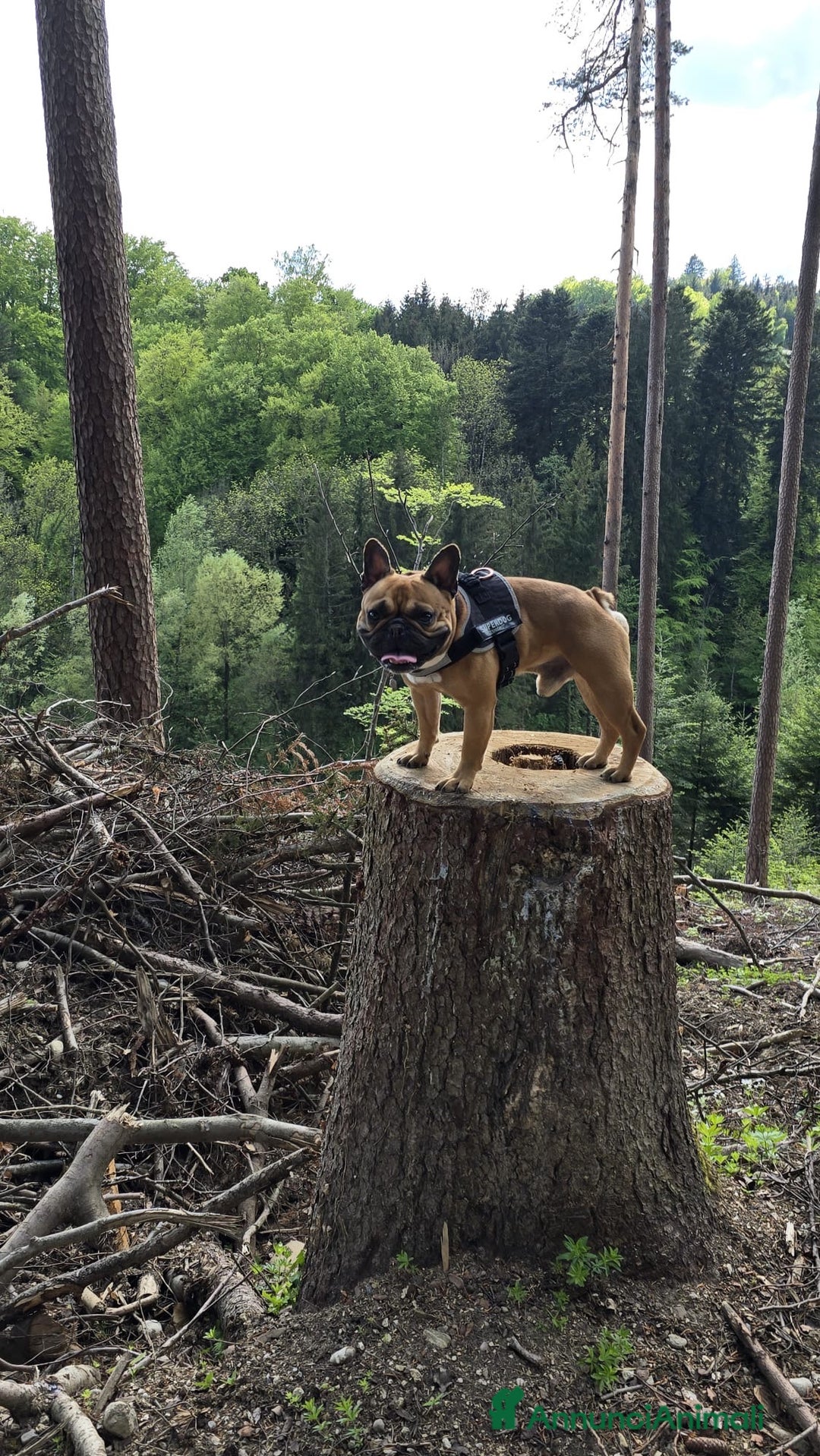 Bulldog Francese cani per accoppiamento: Nico in cerca di una fidanzatina  - Annuncio 3