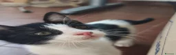 Meticcio gatti in regalo: Zac, il fascinoso  - Annuncio 2