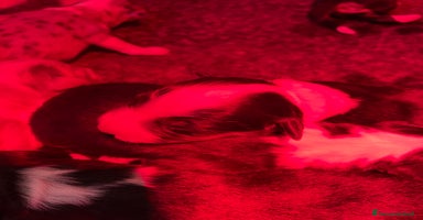 Australian Shepherd cani Australian Shepherd  - Annuncio 3