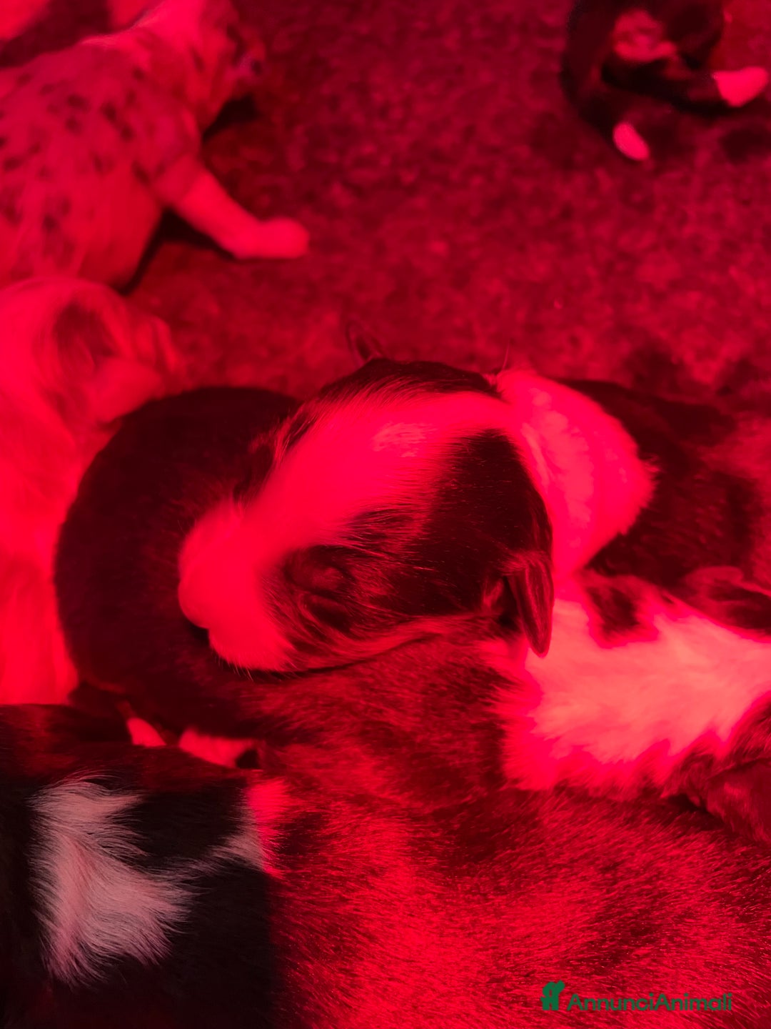 Australian Shepherd cani in vendita: Australian Shepherd  - Annuncio 2