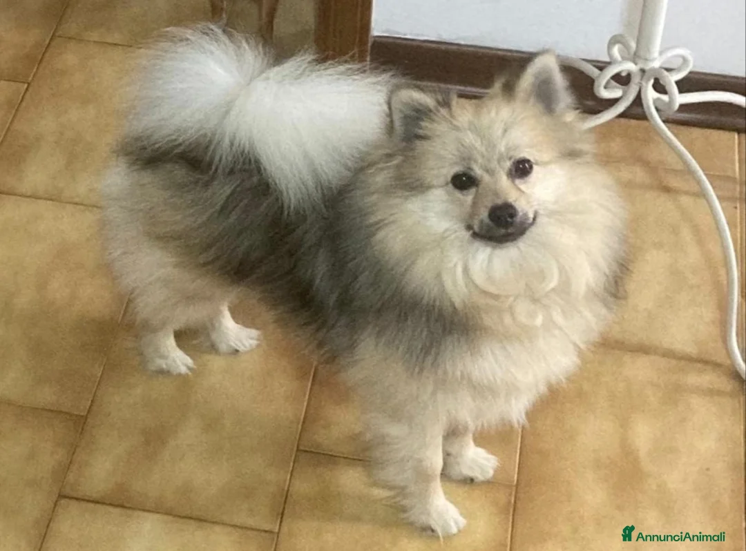 Spitz cani in vendita: Volpino - Spitz tedesco - Annuncio 2