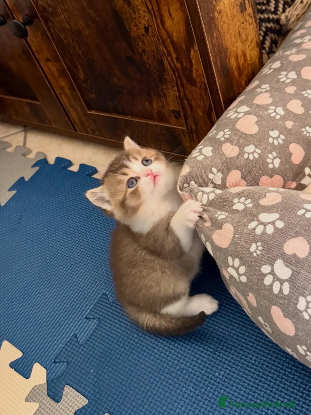 Scottish gatti in vendita: Cuccioli Scottish straight shorthair/highland - Annuncio 2