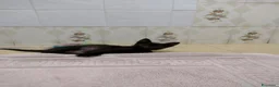 Meticcio gatti in regalo: Ciao a tutti da Sofì.! Splendida gattina di 2 mesi - Annuncio 10