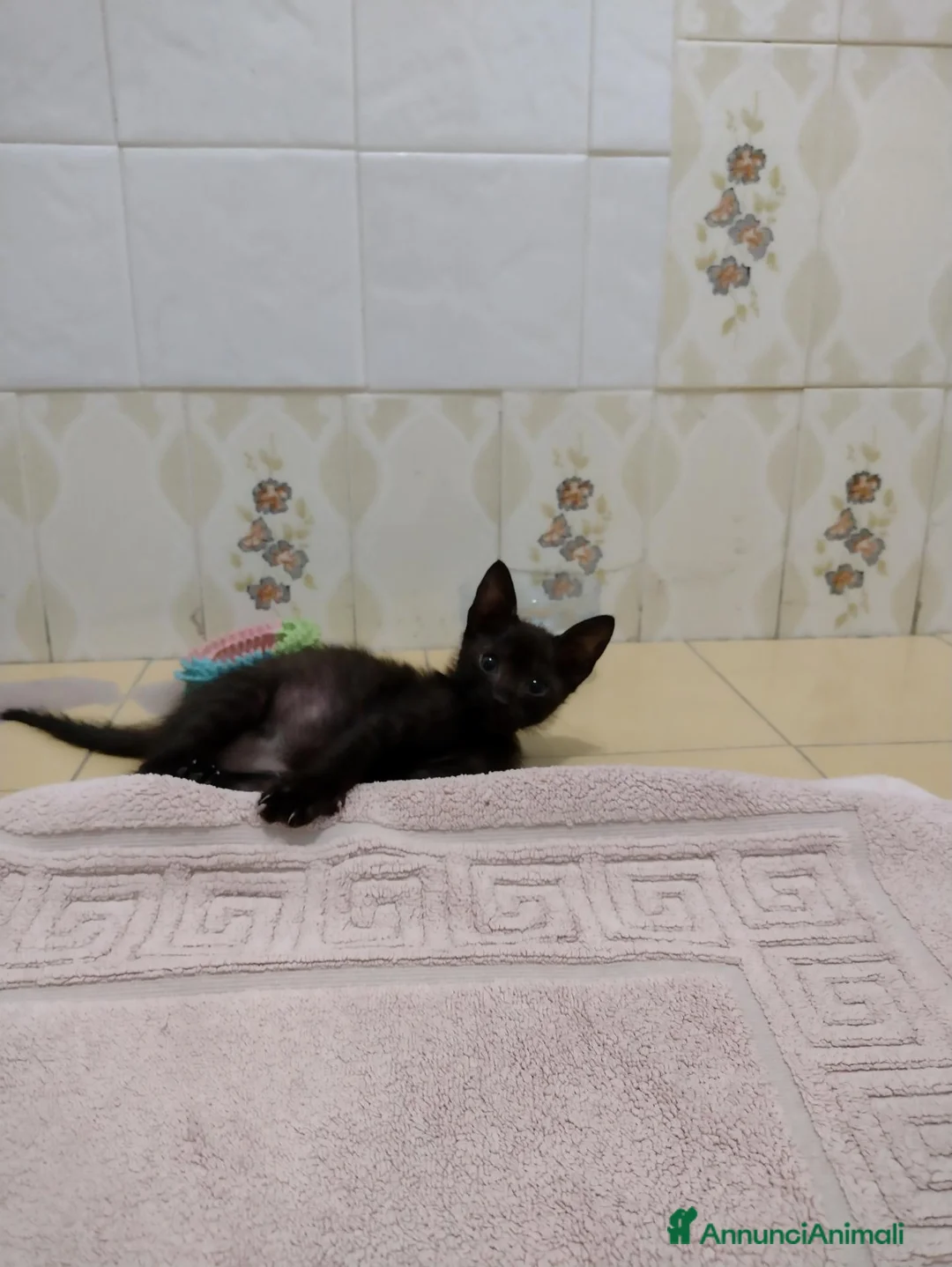 Meticcio gatti in regalo: Ciao a tutti da Sofì.! Splendida gattina di 2 mesi - Annuncio 10
