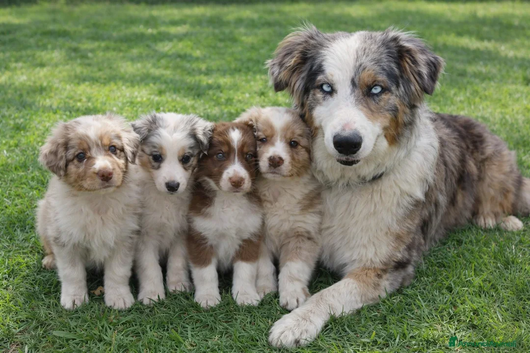 Australian Shepherd cani in vendita: Ultima cucciola nbt - Annuncio 1