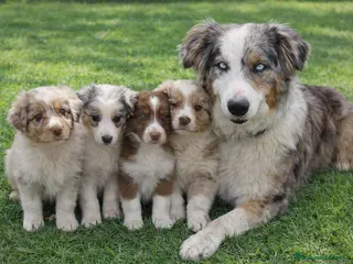 Australian Shepherd cani Ultima cucciola nbt - Annuncio 3