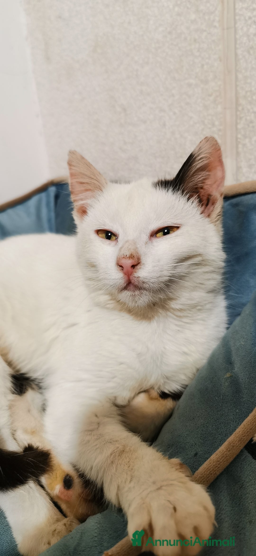 Europeo gatti in regalo: Gattina Bianca - Annuncio 6