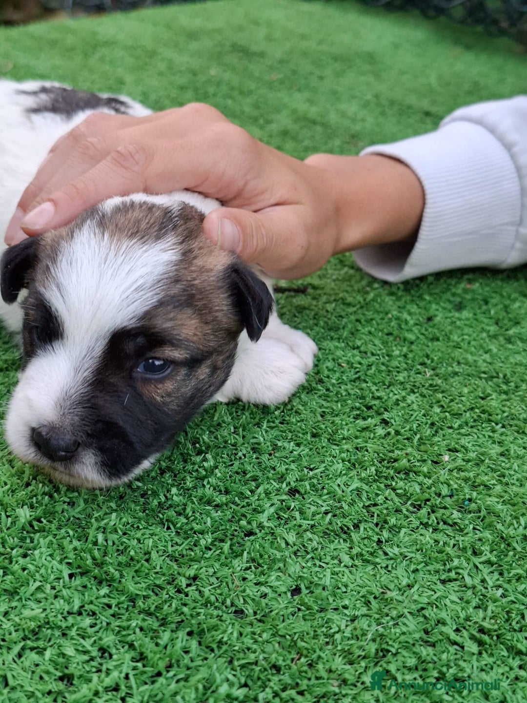 Jack Russell cani in vendita: Cuccioli jack russel  - Annuncio 1
