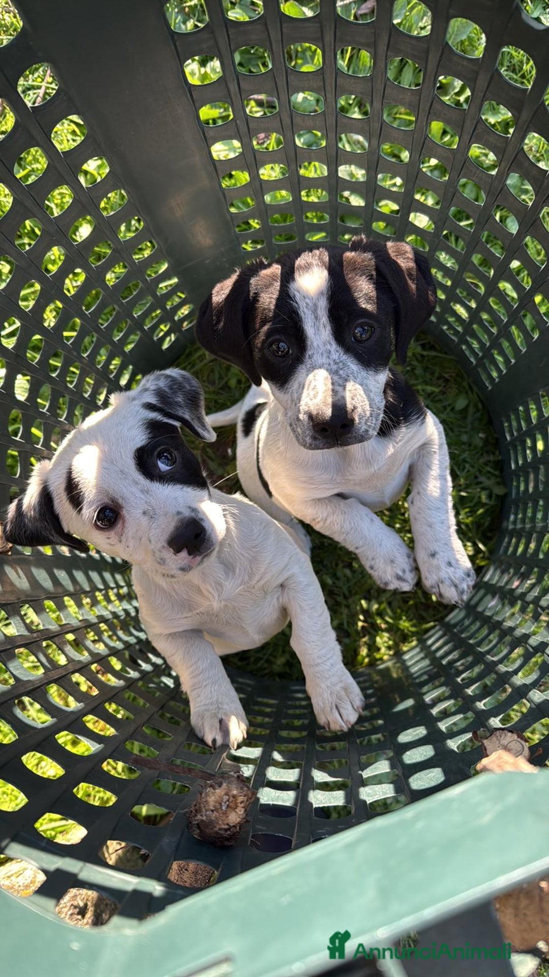 Meticcio cani in regalo: ALISIA - Annuncio 10