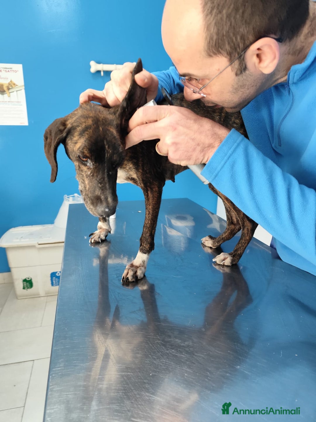 Meticcio cani in regalo: Cannella... adozione del SUPER CUORE ❤️ - Annuncio 11