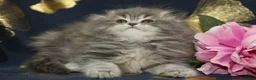 Scottish gatti in vendita: Cuccioli Scottish fold  - Annuncio 5