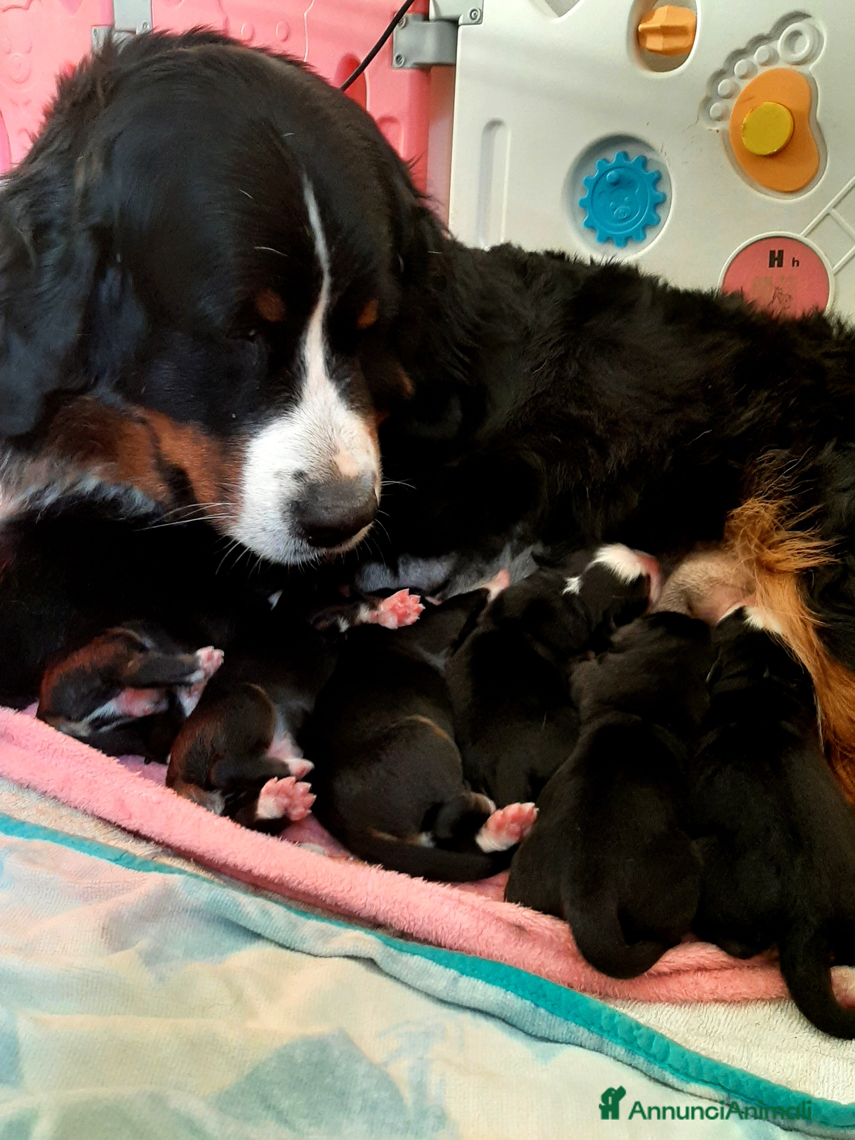 Bovaro del Bernese cani Splendidi cuccioli disponibili per la consegna a Provincia di Terni - Annuncio 1