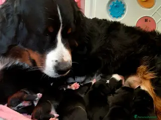 Bovaro del Bernese cani Splendidi cuccioli disponibili per la consegna a Provincia di Terni - Annuncio 1