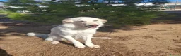 Meticcio cani in regalo: EROS 💙 UNA NUVOLA BIANCA CERCA CASA - Annuncio 6