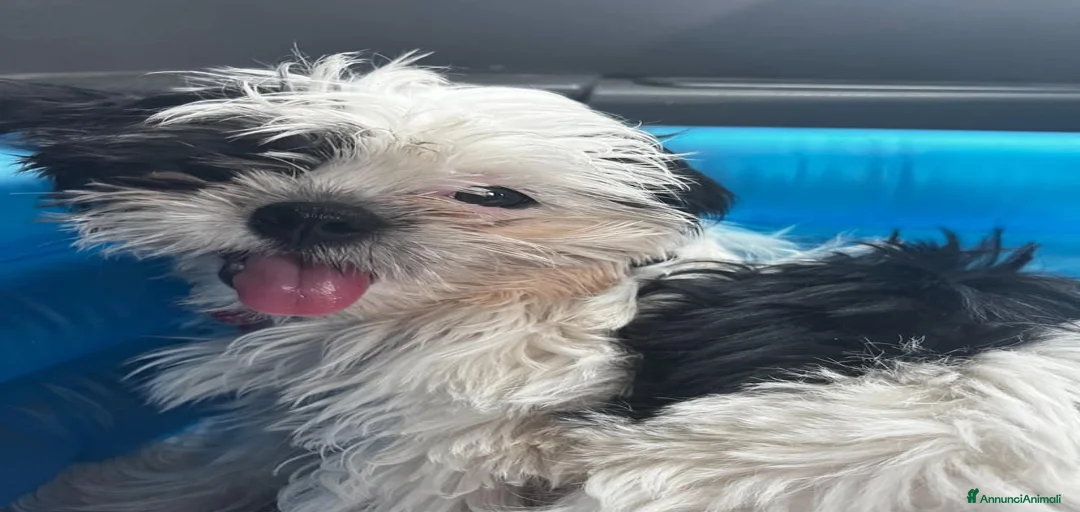 Immagine della galleria {{count}}