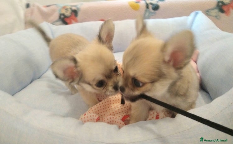Chihuahua cani a Provincia di Padova - Annuncio 1