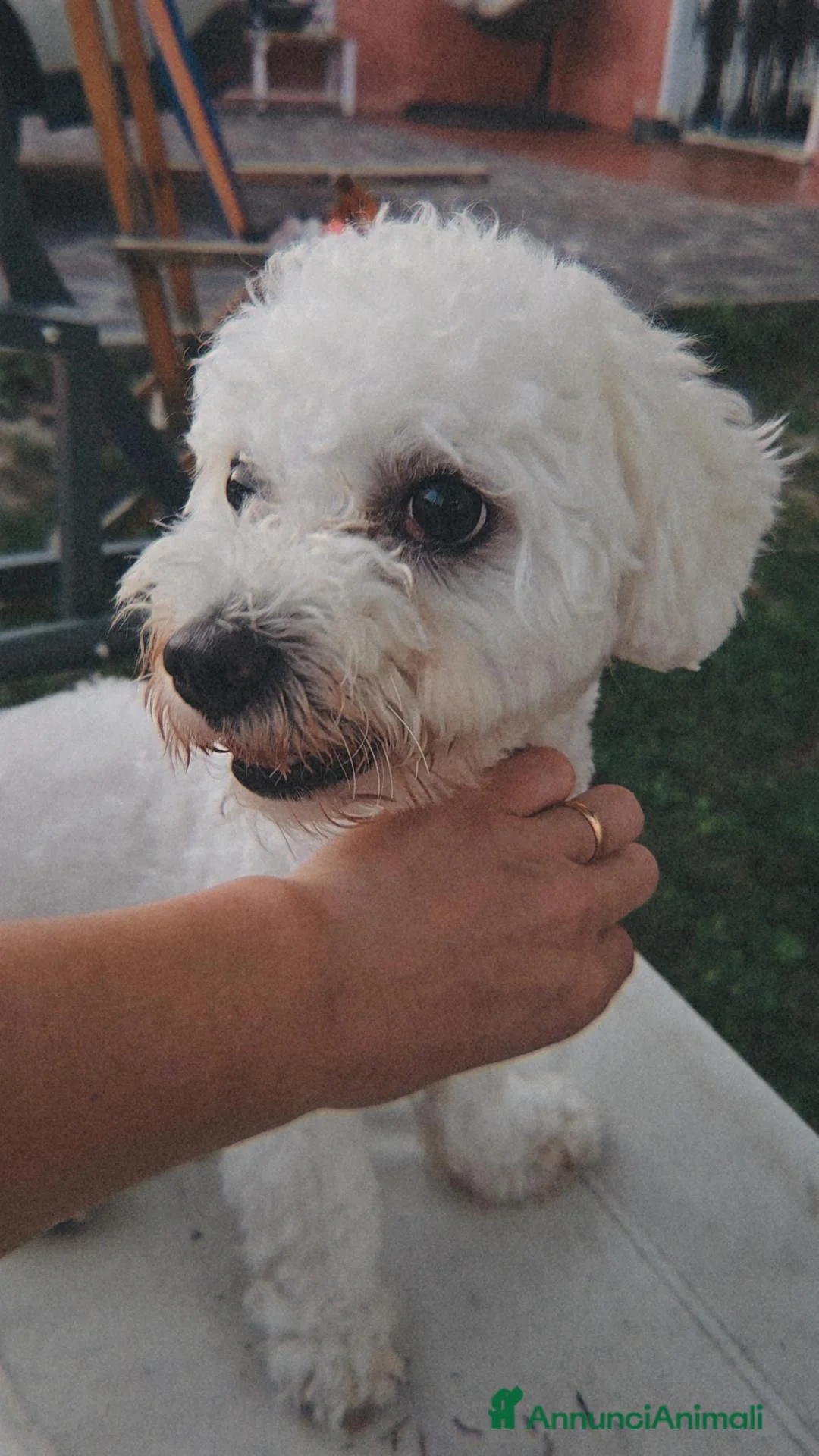 Maltese cani per accoppiamento: Piccolo Milo a Provincia di Treviso - Annuncio 3