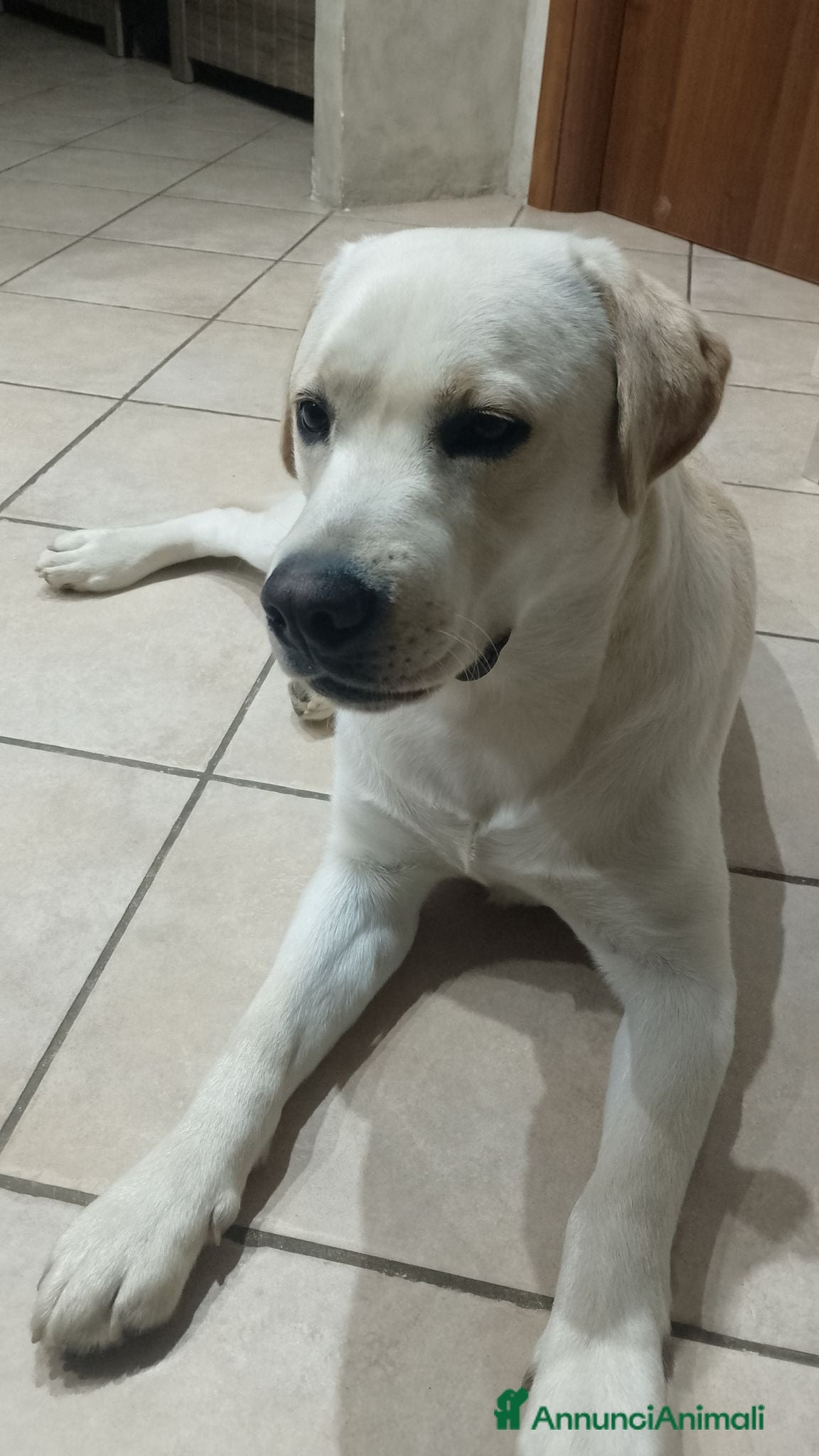 Labrador cani Labrador, giovane maschio per accoppiamento  - Annuncio 11