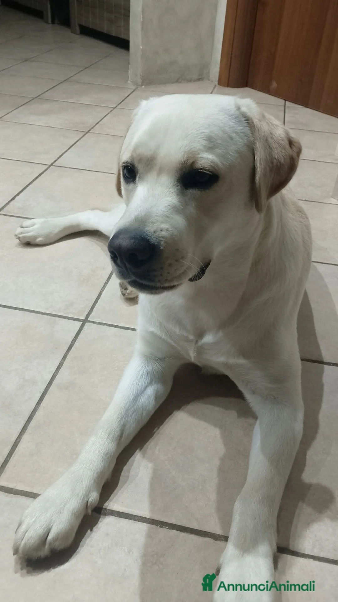 Labrador cani per accoppiamento: Labrador, giovane maschio per accoppiamento  a Provincia di Avellino - Annuncio 1