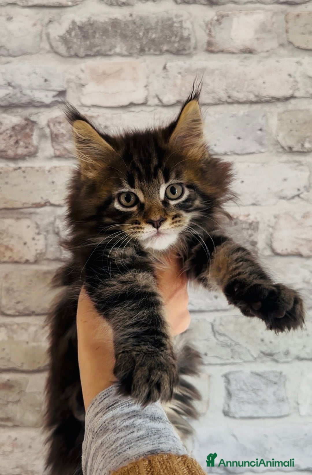 Maine Coon gatti in vendita: Cuccioli Maine Coon con pedigree - Annuncio 5
