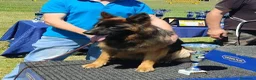 Pastore Tedesco cani in vendita: PASTORI TEDESCHI - Annuncio 23