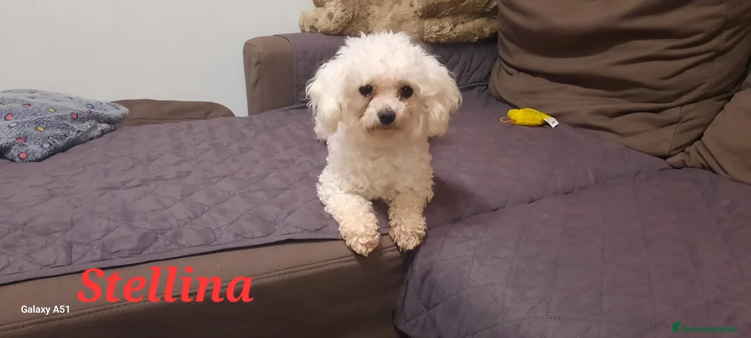 Maltese cani in vendita: Cucciolo Femmina toy e maschio mini  - Annuncio 6