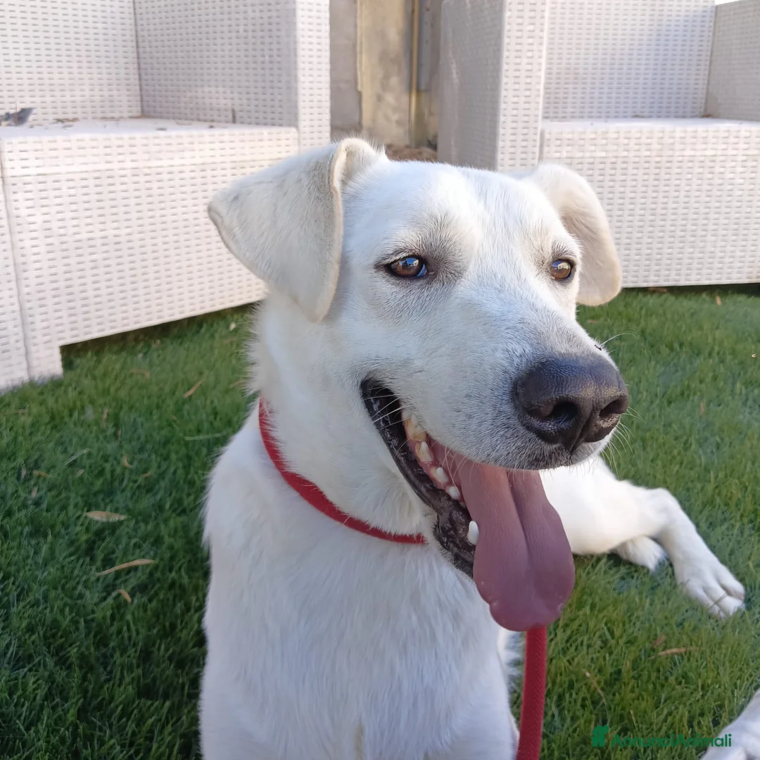 Meticcio cani in regalo: Jerry  - Annuncio 2