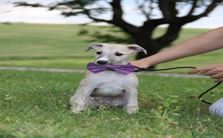 Whippet cani a Città Metropolitana di Bologna - Annuncio 1
