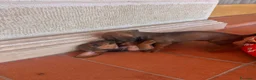 Bassotto cani in vendita: Bassotto pelo raso marrone a Provincia di Latina - Annuncio 5