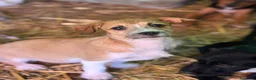 Meticcio cani in regalo: TARA, nanetta super coccolona! TG PICCOLA - Annuncio 7