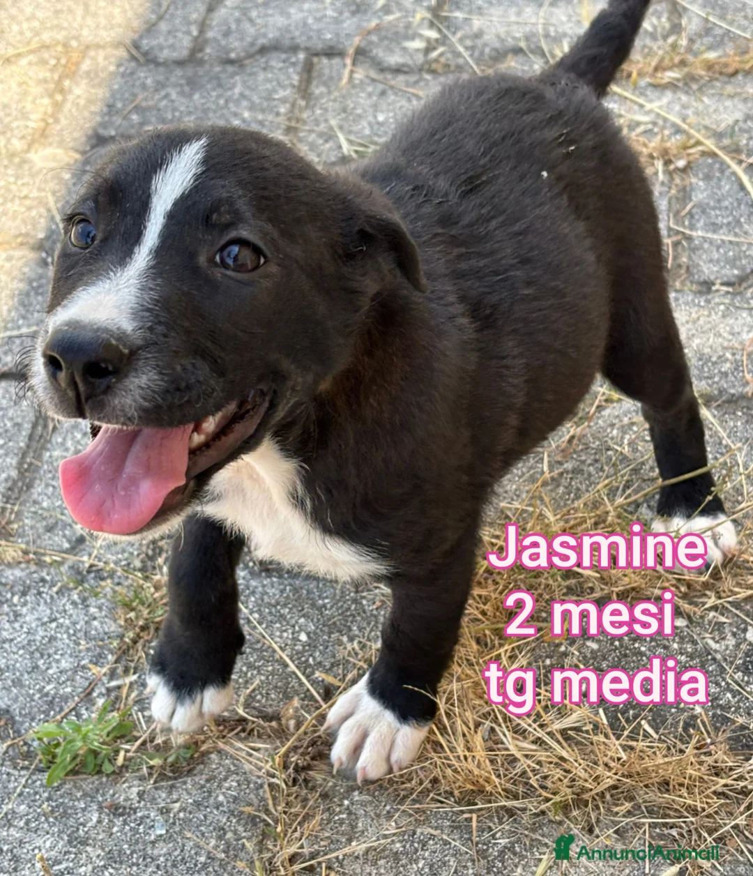 Meticcio cani in regalo: CUCCIOLI ESCLUSI E SOLI! a Città Metropolitana di Genova - Annuncio 12