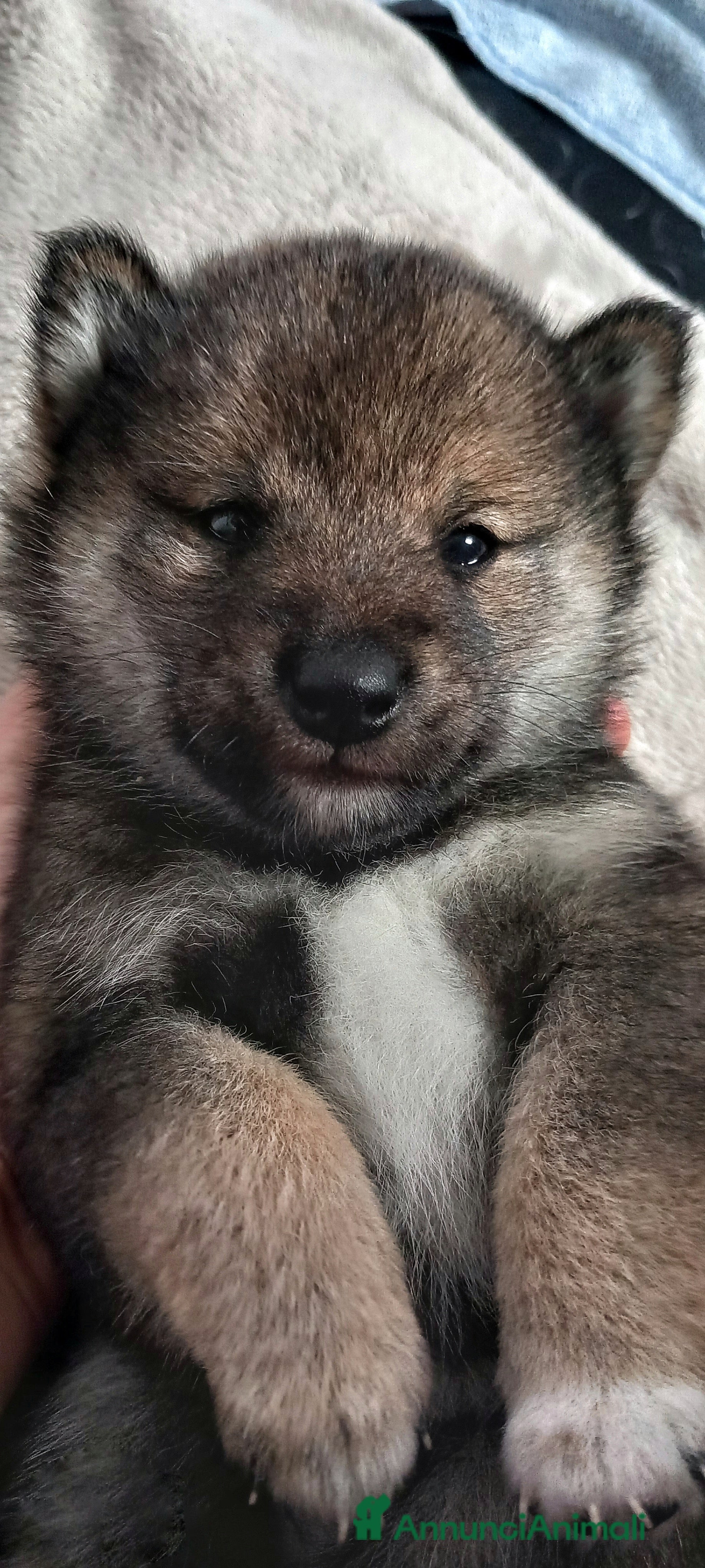 Shiba Inu cani Cuccioli di shiba inu pedigree  - Annuncio 1