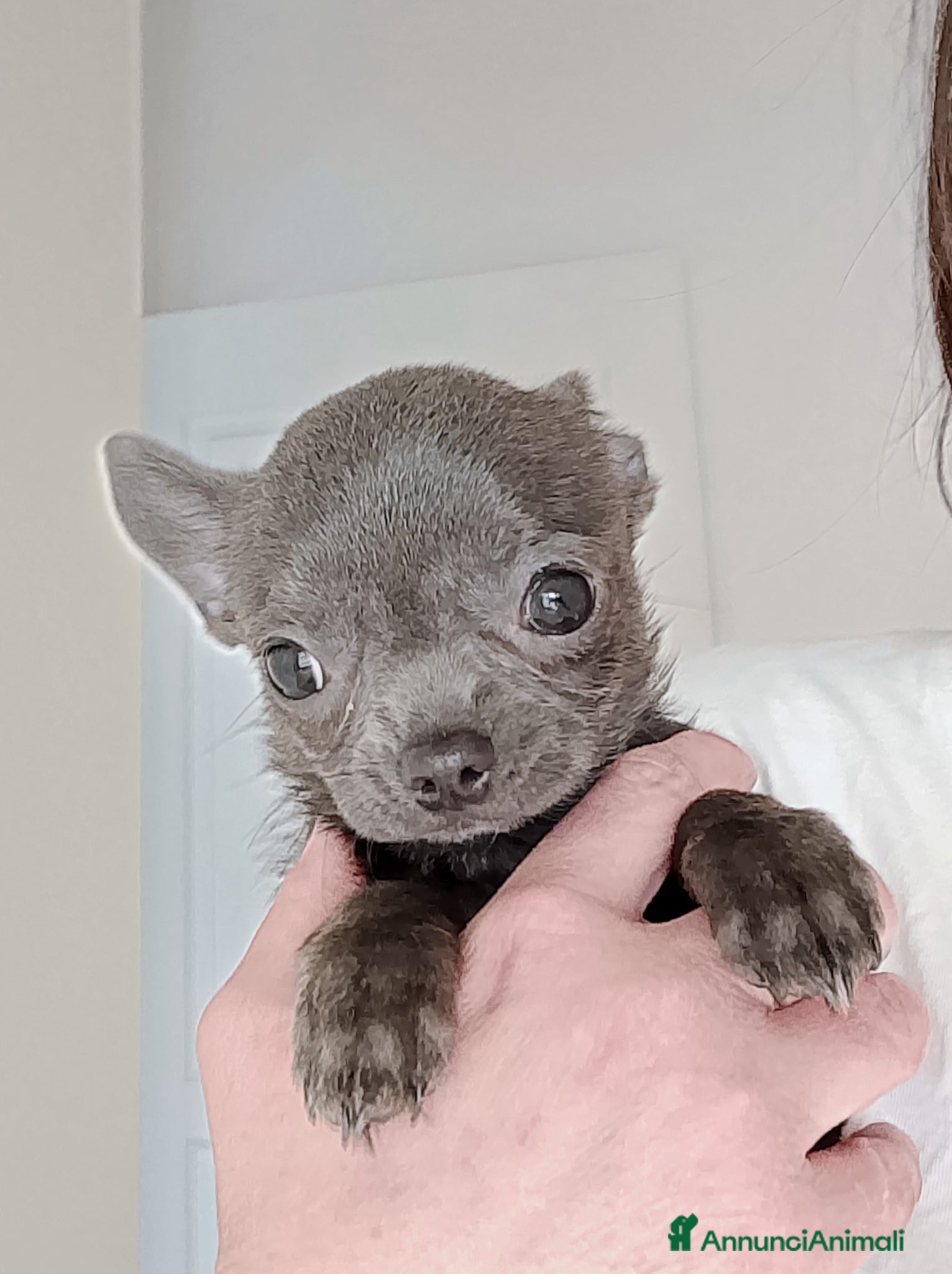 Chihuahua cani Chihuahua con pedigree ENCI  - Annuncio 10