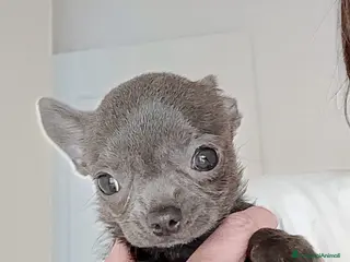 Chihuahua cani Chihuahua con pedigree ENCI - Annuncio 10