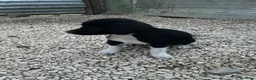Meticcio cani in regalo: LA TENERA KIRA a Città Metropolitana di Firenze - Annuncio 6
