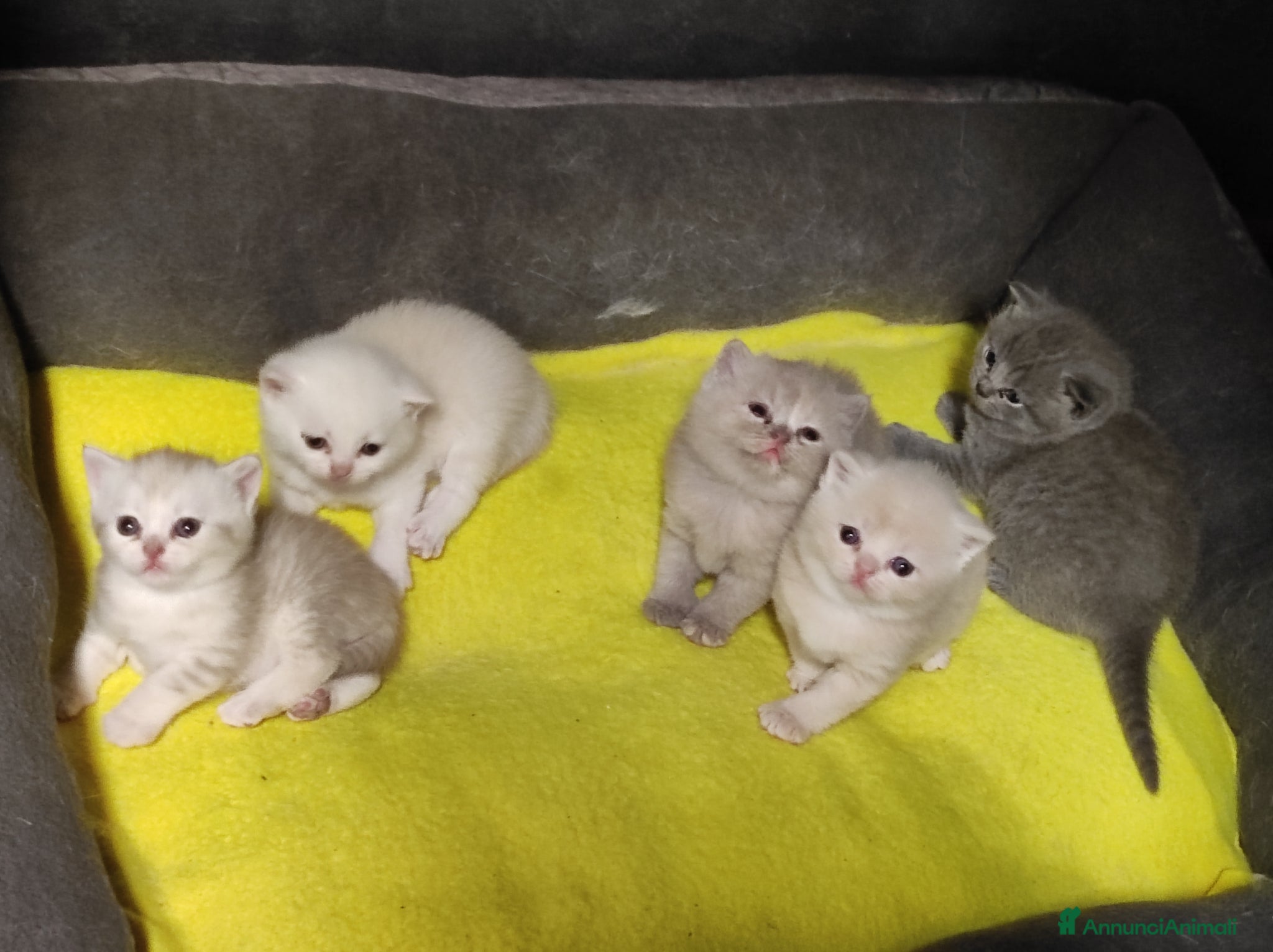 British gatti British shorthair  - Annuncio 4