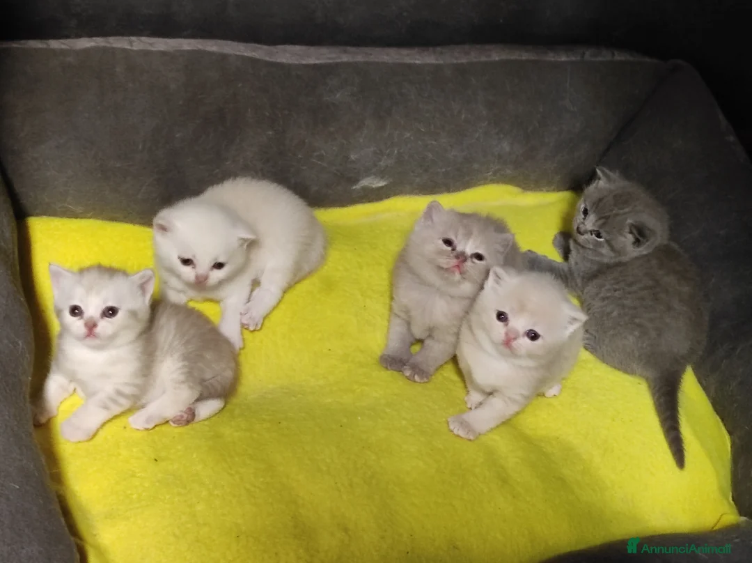 British gatti in vendita: British shorthair  - Annuncio 11