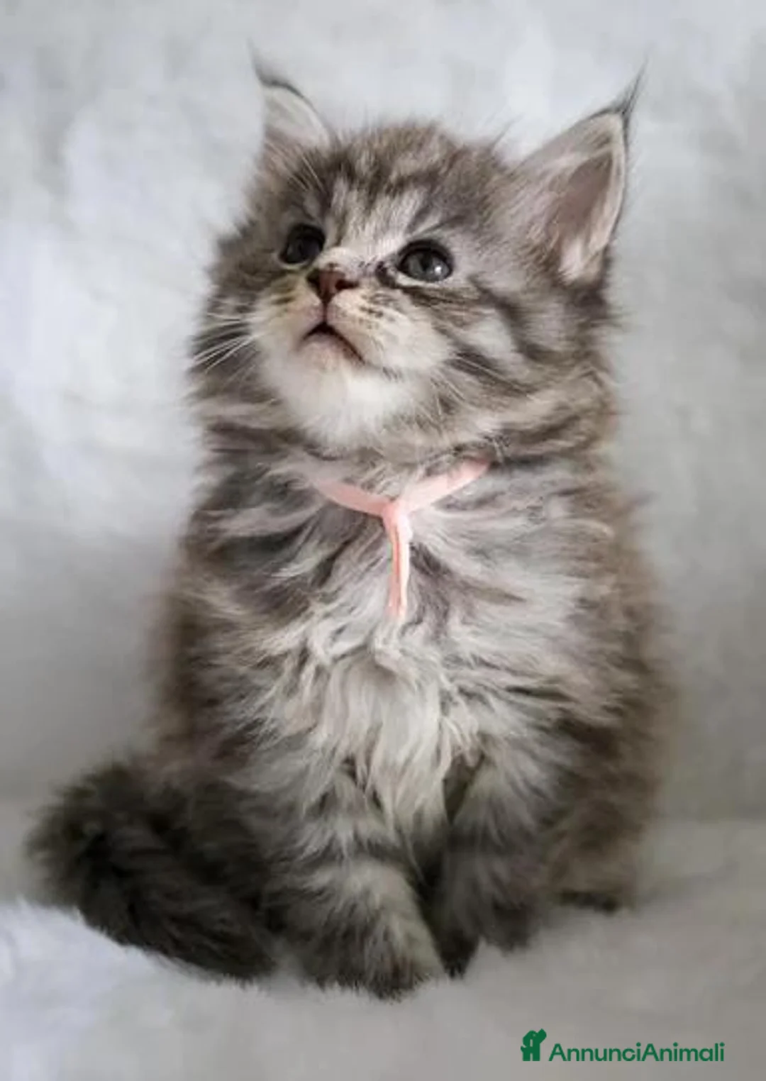 Maine Coon gatti in vendita: Maine coon m/f - Annuncio 2