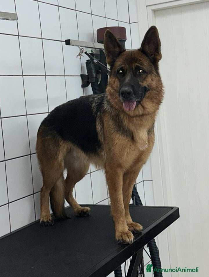 Pastore Tedesco cani Vendita Cuccioli di Pastore Tedesco con Pedigree  - Annuncio 1