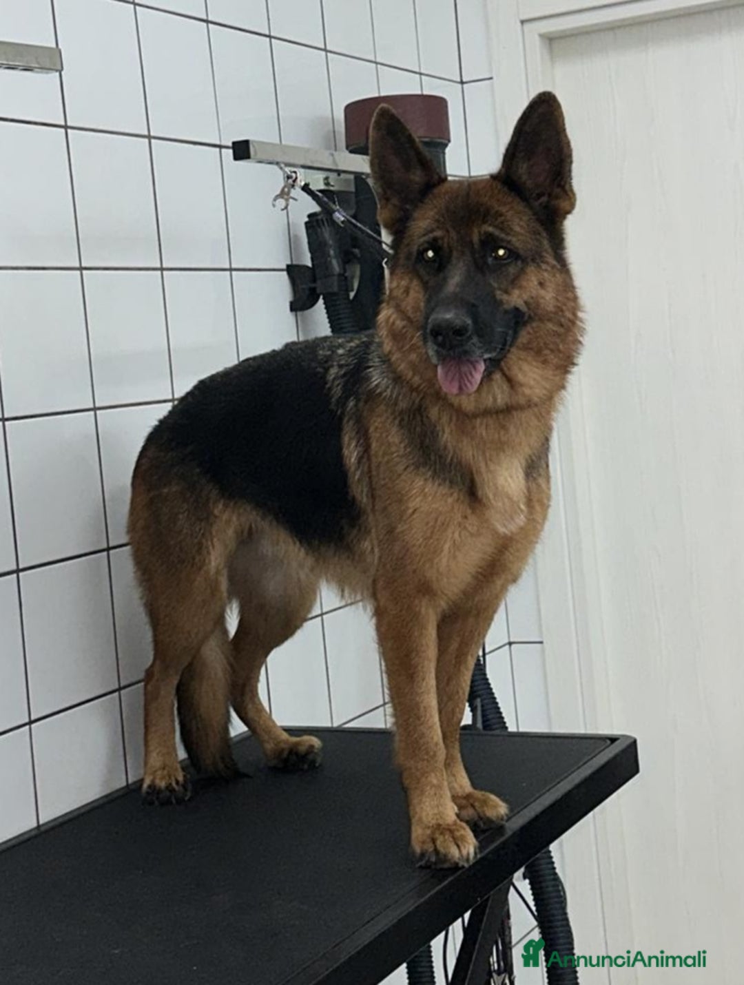 Pastore Tedesco cani in vendita: Vendita Cuccioli di Pastore Tedesco con Pedigree  - Annuncio 1