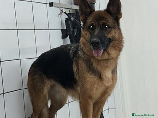 Pastore Tedesco cani Vendita Cuccioli di Pastore Tedesco con Pedigree - Annuncio 15